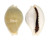 CYPRAEIDAE EROSARIA MILIARIS MILIARIS shell