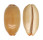 CYPRAEIDAE LURIA ISABELLA GILVELLA shell