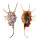 STROMBIDAE LAMBIS SCORPIO shell