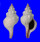FASCIOLARIIDAE FASCIOLARIA TRAPEZIUM shell