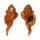 RANELLIDAE RANULARIA PYRUM shell