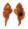 RANELLIDAE RANULARIA PYRUM shell