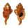 RANELLIDAE RANULARIA PYRUM shell