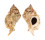 MURICIDAE CHICOMUREX PSEUDOSUPERBUS shell