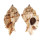 MURICIDAE CHICOMUREX PSEUDOSUPERBUS shell