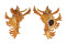 MURICIDAE CHICOREUS BANKSII CROCATUS shell