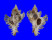 MURICIDAE CHICOREUS BRUNNEUS shell