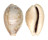 CYPRAEIDAE CYPRAEA VITELLUS shell