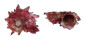 ANGARIIDAE ANGARIA NODOSA shell