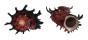 ANGARIIDAE ANGARIA POPPEI shell