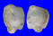PLACUNIDAE PLACUNA QUADRANGULA shell