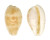 CYPRAEIDAE NOTOCYPRAEA PIPERITA BICOLOR shell