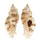 MURICIDAE NAQUETIA CUMINGII shell
