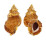 BURSIDAE TUTUFA RUBETA shell
