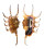 STROMBIDAE LAMBIS SCORPIO shell