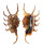STROMBIDAE LAMBIS SCORPIO shell