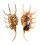 STROMBIDAE LAMBIS SCORPIO shell