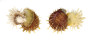 SPONDYLIDAE SPONDYLUS VARIEGATUS shell