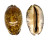 CYPRAEIDAE MAURITIA ARABICA shell