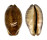 CYPRAEIDAE MAURITIA ARABICA shell