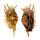 STROMBIDAE LAMBIS MILLEPEDA shell