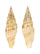 MITRIDAE VEXILLUM  GLORIAE shell