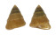 CALLIOSTOMATIDAE CALLIOSTOMA ALTERNATUM shell