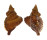PERSONIDAE DISTORSIO KURZI shell