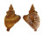 PERSONIDAE DISTORSIO KURZI shell