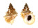 BURSIDAE TUTUFA OYAMAI shell