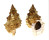 BURSIDAE TUTUFA TENUIGRANOSA shell
