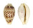 CYPRAEIDAE CYPRAEA DILUCULUM VIRGINALIS shell