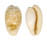 CYPRAEIDAE CYPRAEOVULA FUSCODENTATA FUSCODENTATA shell