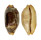 CYPRAEIDAE BISTOLIDA STOLIDA STOLIDA shell
