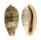 CYPRAEIDAE ERRONEA CAURICA CAURICA shell