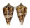 CONIDAE CONUS SPIROFILIS shell