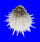 SPONDYLIDAE SPONDYLUS ALBIBARBATUS shell