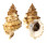 BURSIDAE TUTUFA TENUIGRANOSA shell