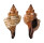 FASCIOLARIIDAE FASCIOLARIA TRAPEZIUM shell