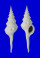 FASCIOLARIIDAE FUSINUS LONGISSIMUS shell