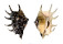 STROMBIDAE LAMBIS LAMBIS shell