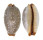 CYPRAEIDAE STAPHYLEA LIMACINA shell
