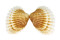 CARDITIDAE CARDITES BICOLOR shell