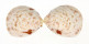 CARDIIDAE LAEVICARDIUM BIRADIATUM shell