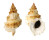 BURSIDAE TUTUFA TENUIGRANOSA shell