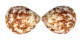 CARDIIDAE LAEVICARDIUM BIRADIATUM shell