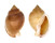 CASSIDAE SEMICASSIS BISULCATA PERSIMILIS shell