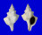 FASCIOLARIIDAE FASCIOLARIA TRAPEZIUM shell