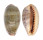 CYPRAEIDAE CYPRAEA CHINENSIS CHINENSIS shell