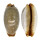 CYPRAEIDAE STAPHYLEA LIMACINA shell